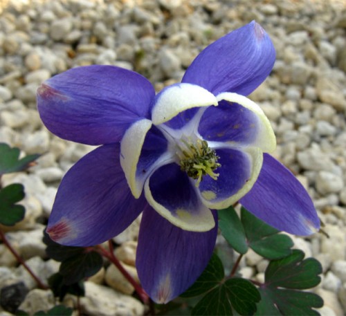 AQUILEGIA UNDERSIZED MIX